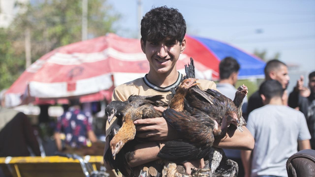 Irak'taki kuş meraklılarının adresi: Erbil kuş pazarı
